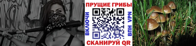 kraken онион  Кимовск  Псилоцибиновые грибы Psilocybe  дарк нет официальный сайт  как найти наркотики 